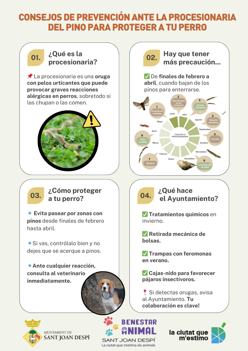 Consejos procesionaria del pino perros