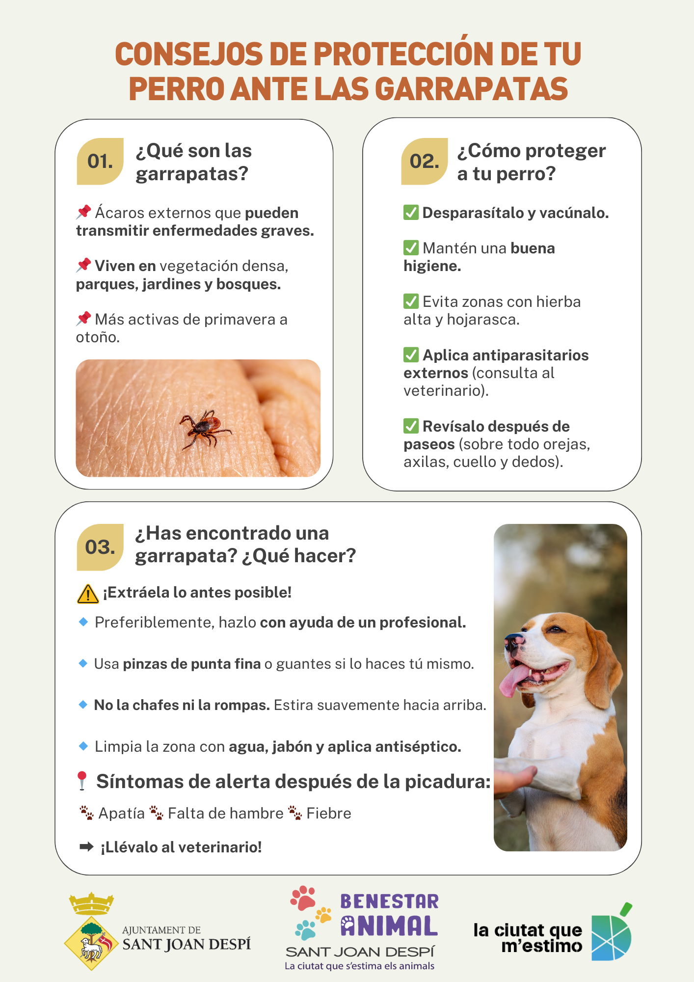 consejos garrapatas