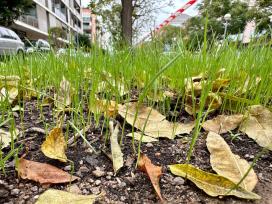 L’Ajuntament inicia un pla de renovació i replantació d’arbrat i zones verdes adaptat a la situació climàtica actual