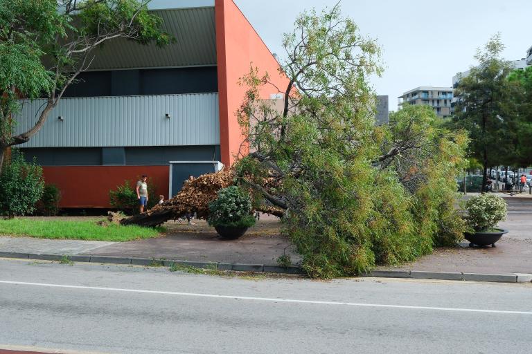 El temporal de pluges torrencials ha provocat la caiguda de tres arbres