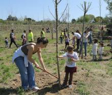 El Bosc dels Infants s'amplia amb una plantada massiva d'arbres