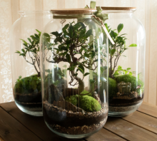 Taller jove: Mini jardí